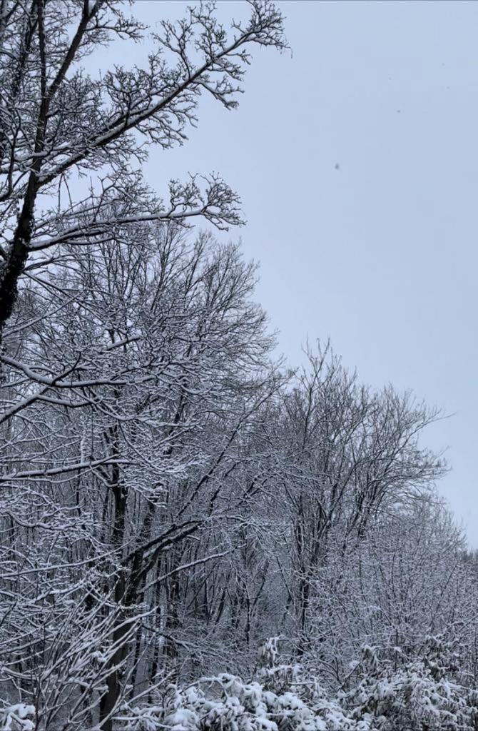 La Canopee Des Arbres, Juliette Ellezelles المظهر الخارجي الصورة